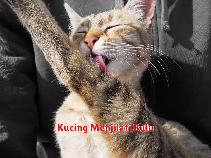 Kucing Menjilati Bulu