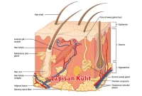 Lapisan Kulit