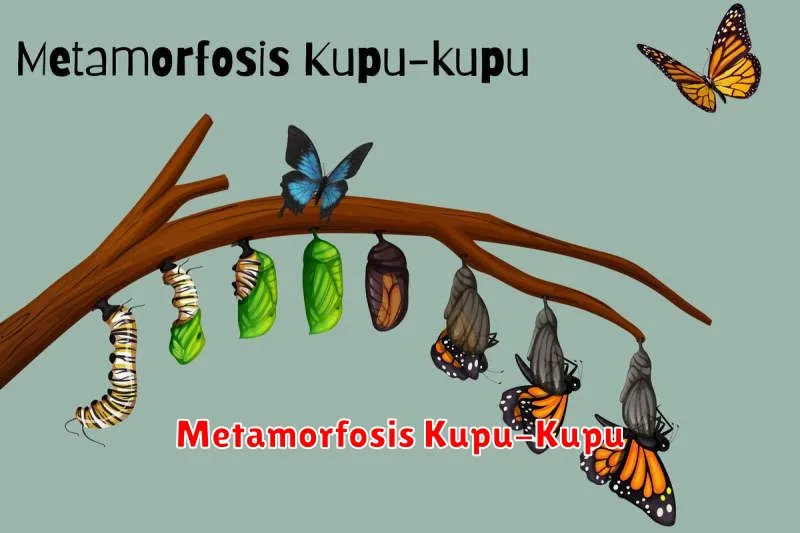 Metamorfosis Kupu-Kupu