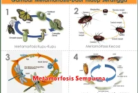 Metamorfosis Sempurna