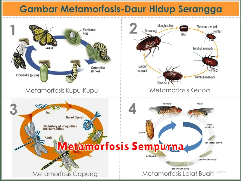 Metamorfosis Sempurna