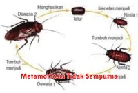 Metamorfosis Tidak Sempurna