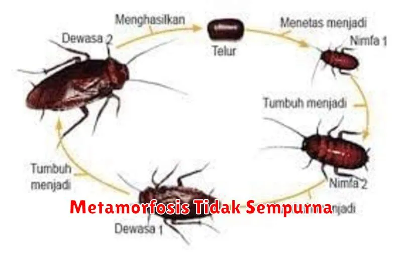 Metamorfosis Tidak Sempurna