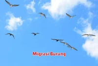 Migrasi Burung