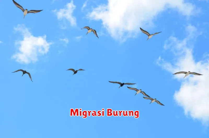 Migrasi Burung