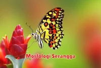 Morfologi Serangga