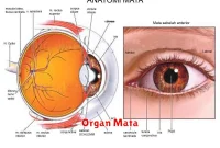 Organ Mata