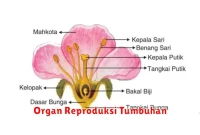 Organ Reproduksi Tumbuhan