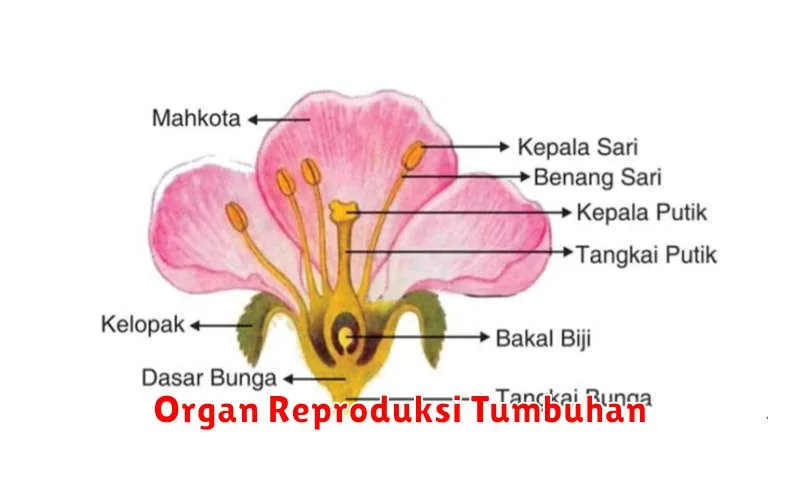 Organ Reproduksi Tumbuhan