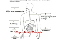 Organ Tubuh Manusia