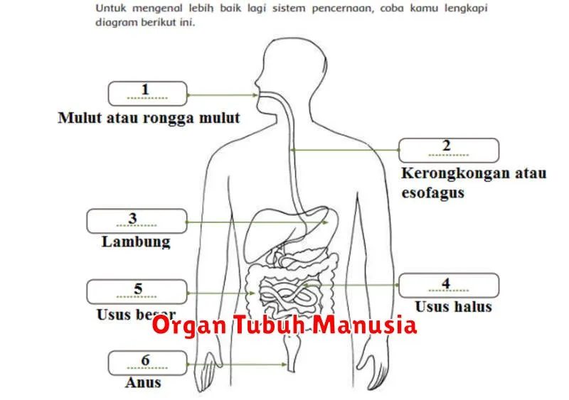 Organ Tubuh Manusia