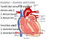 Otot Jantung Manusia