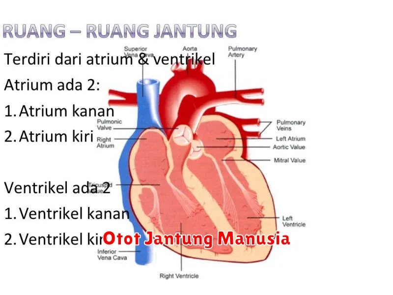 Otot Jantung Manusia