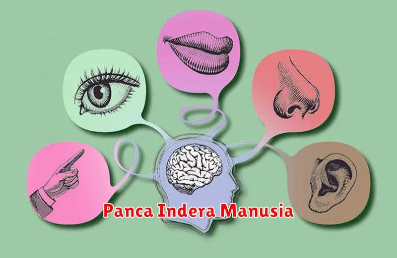 Panca Indera Manusia