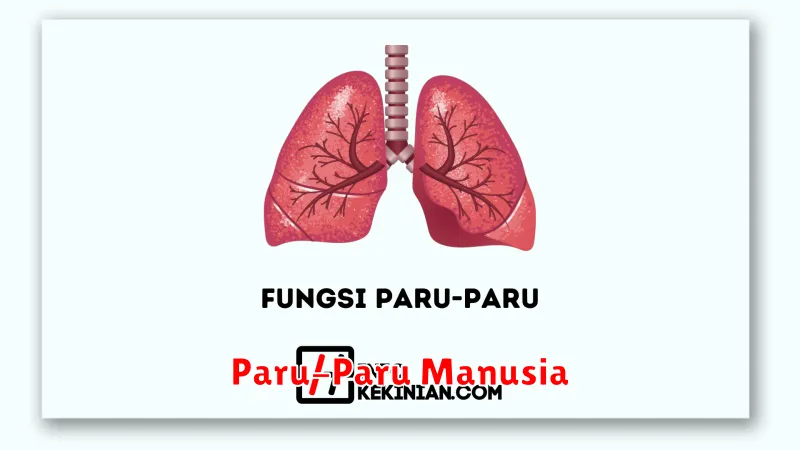 Paru-Paru Manusia