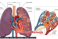 Paru-Paru Manusia