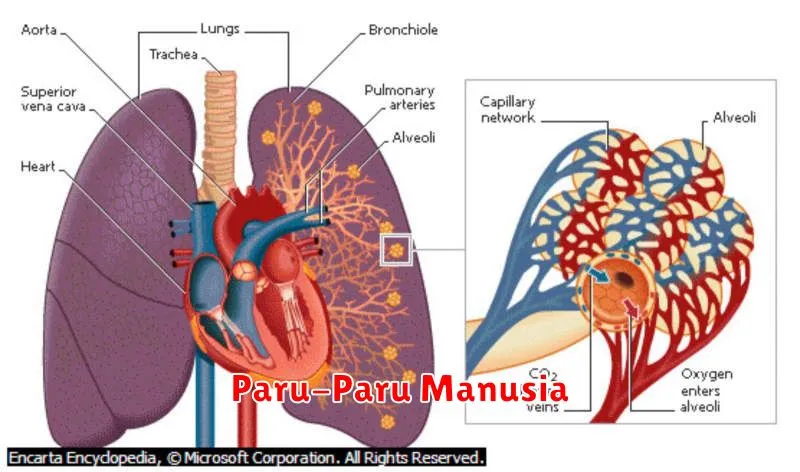 Paru-Paru Manusia