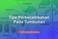 Perkecambahan