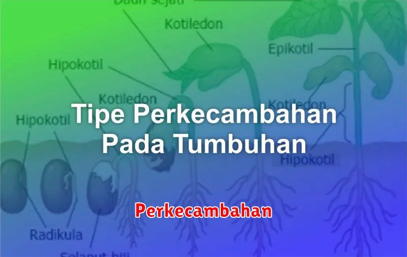 Perkecambahan