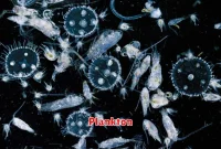 Plankton