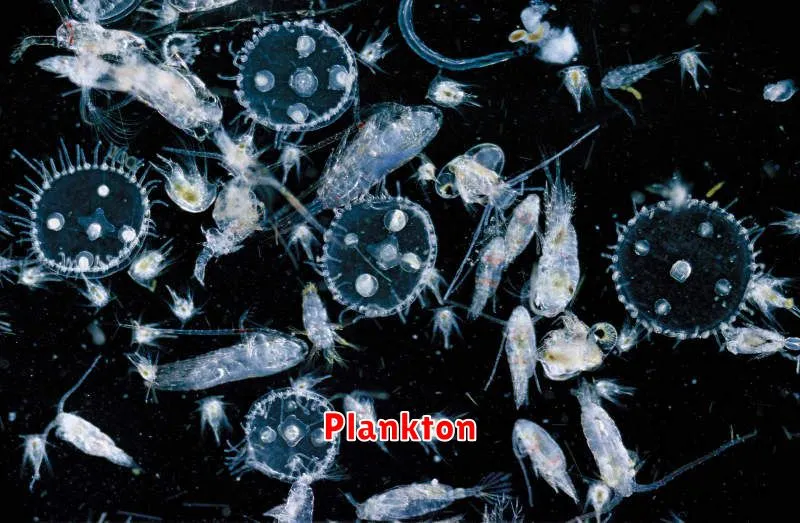 Plankton