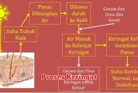 Proses Keringat