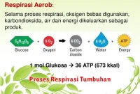 Proses Respirasi Tumbuhan