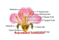 Reproduksi Tumbuhan