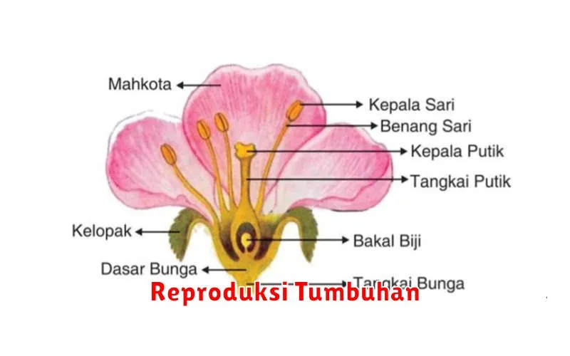 Reproduksi Tumbuhan