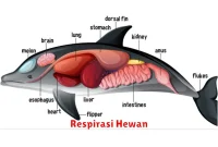 Respirasi Hewan