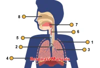 Respirasi Manusia