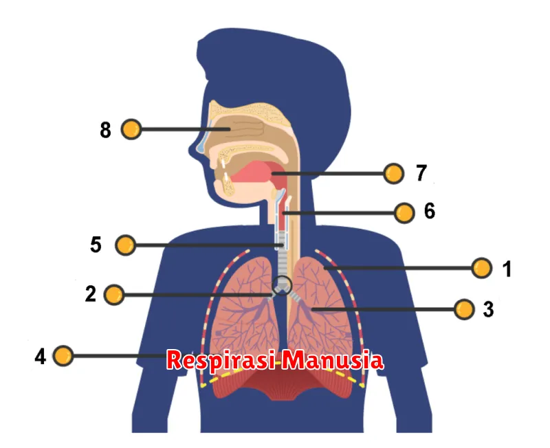 Respirasi Manusia
