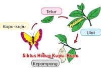 Siklus Hidup Kupu-Kupu