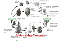 Siklus Hidup Tanaman