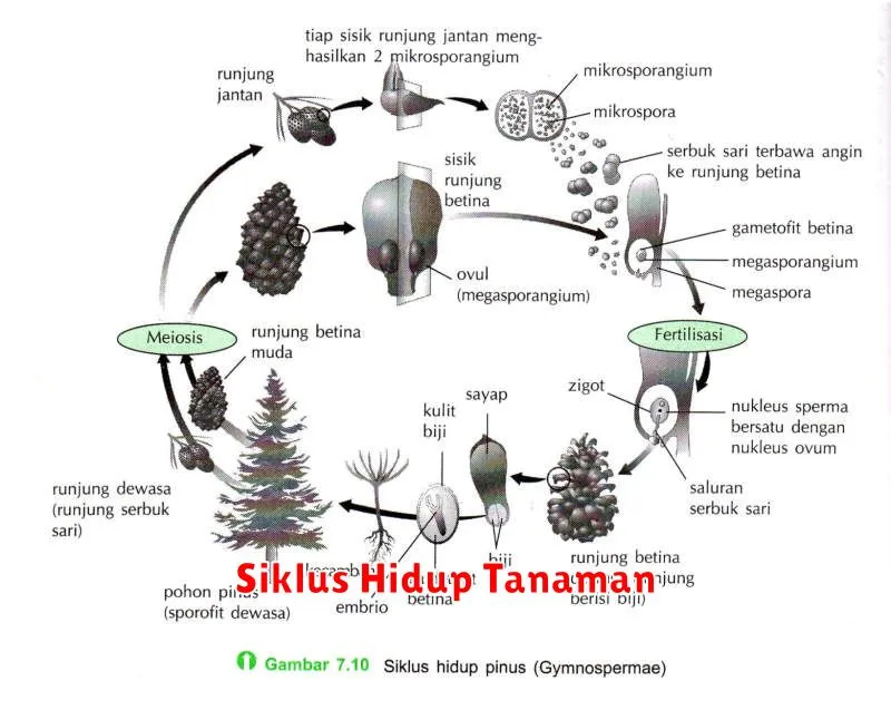 Siklus Hidup Tanaman