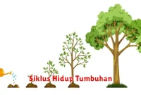 Siklus Hidup Tumbuhan