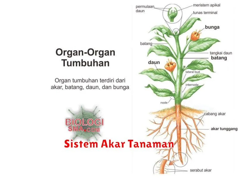 Sistem Akar Tanaman