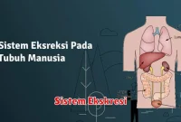 Sistem Ekskresi