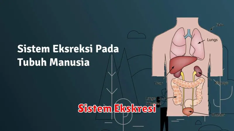 Sistem Ekskresi