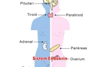 Sistem Endokrin