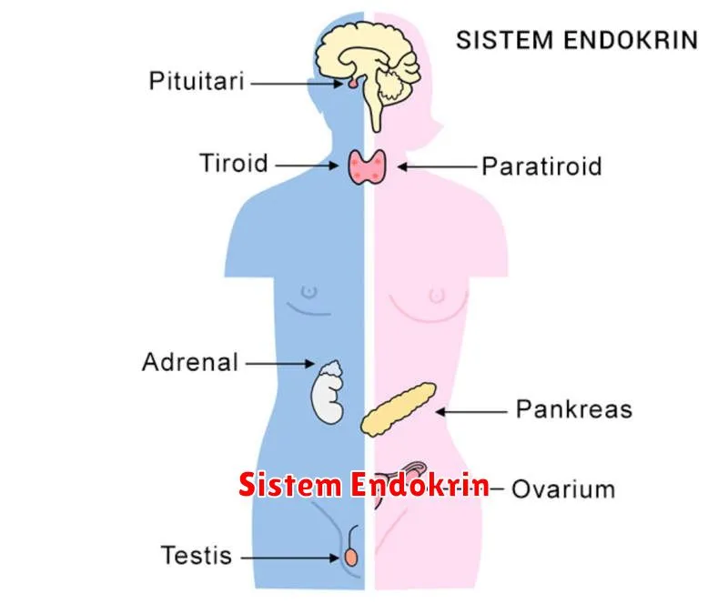 Sistem Endokrin