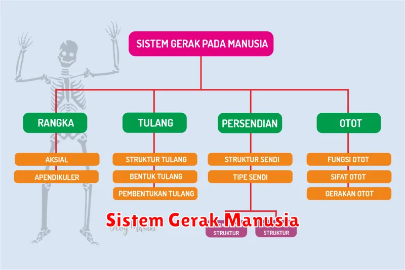 Sistem Gerak Manusia