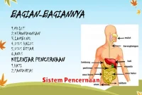 Sistem Pencernaan