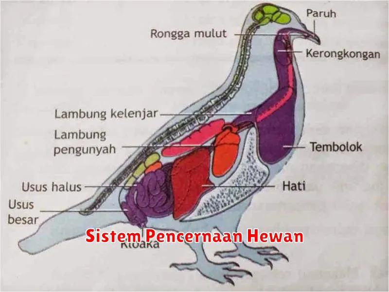 Sistem Pencernaan Hewan