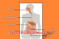 Sistem Pencernaan Manusia