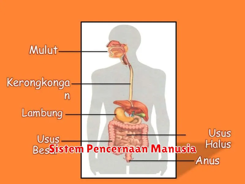 Sistem Pencernaan Manusia