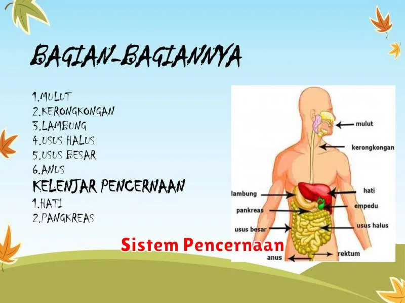 Sistem Pencernaan