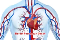 Sistem Peredaran Darah