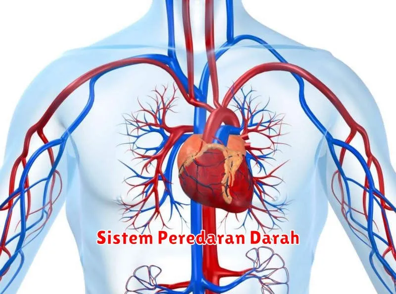 Sistem Peredaran Darah