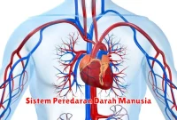 Sistem Peredaran Darah Manusia